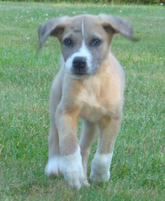 Front view- A small but lanky tan with white Saint Dane puppy is walking up a grass field and it is looking forward.